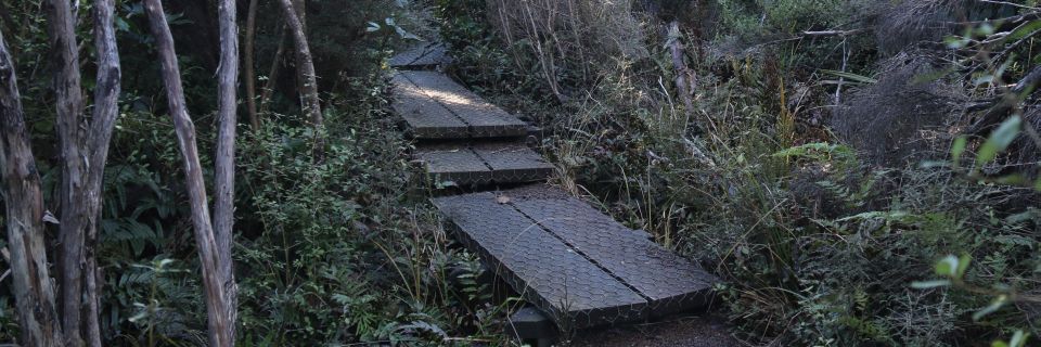 Boardwalk on Cloud Forests of Leith Track